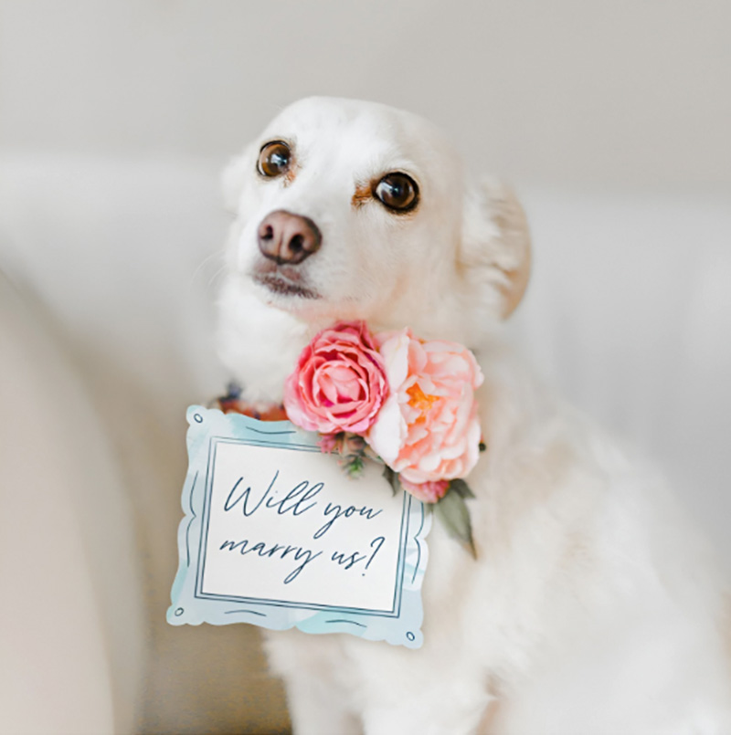 10+ Kịch bản cầu hôn bạn gái lãng mạn, ngọt ngào và bất ngờ nhất 30 Kịch bản cầu hôn cùng thú cưng đáng yêu