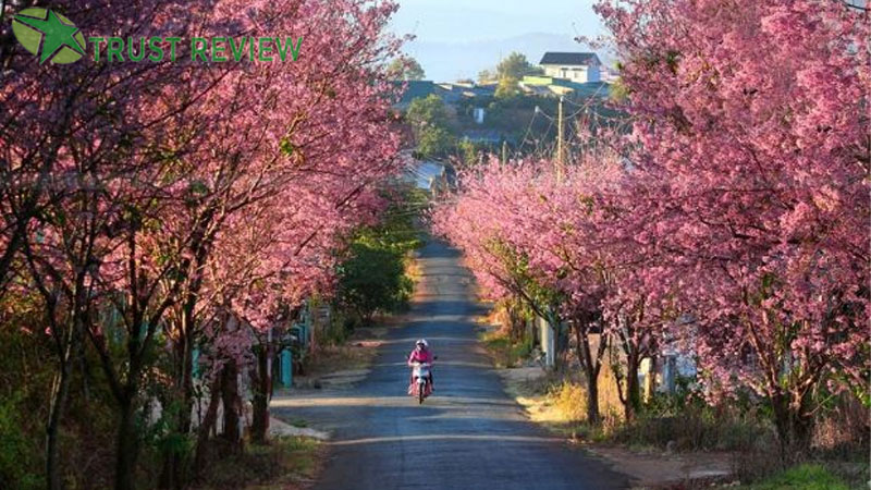 Kinh nghiệm đi du lịch Đà Lạt dịp tết nguyên đán 9 Kinh nghiệm đi du lịch Đà Lạt dịp tết nguyên đán