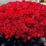 hoa hong valentine 4